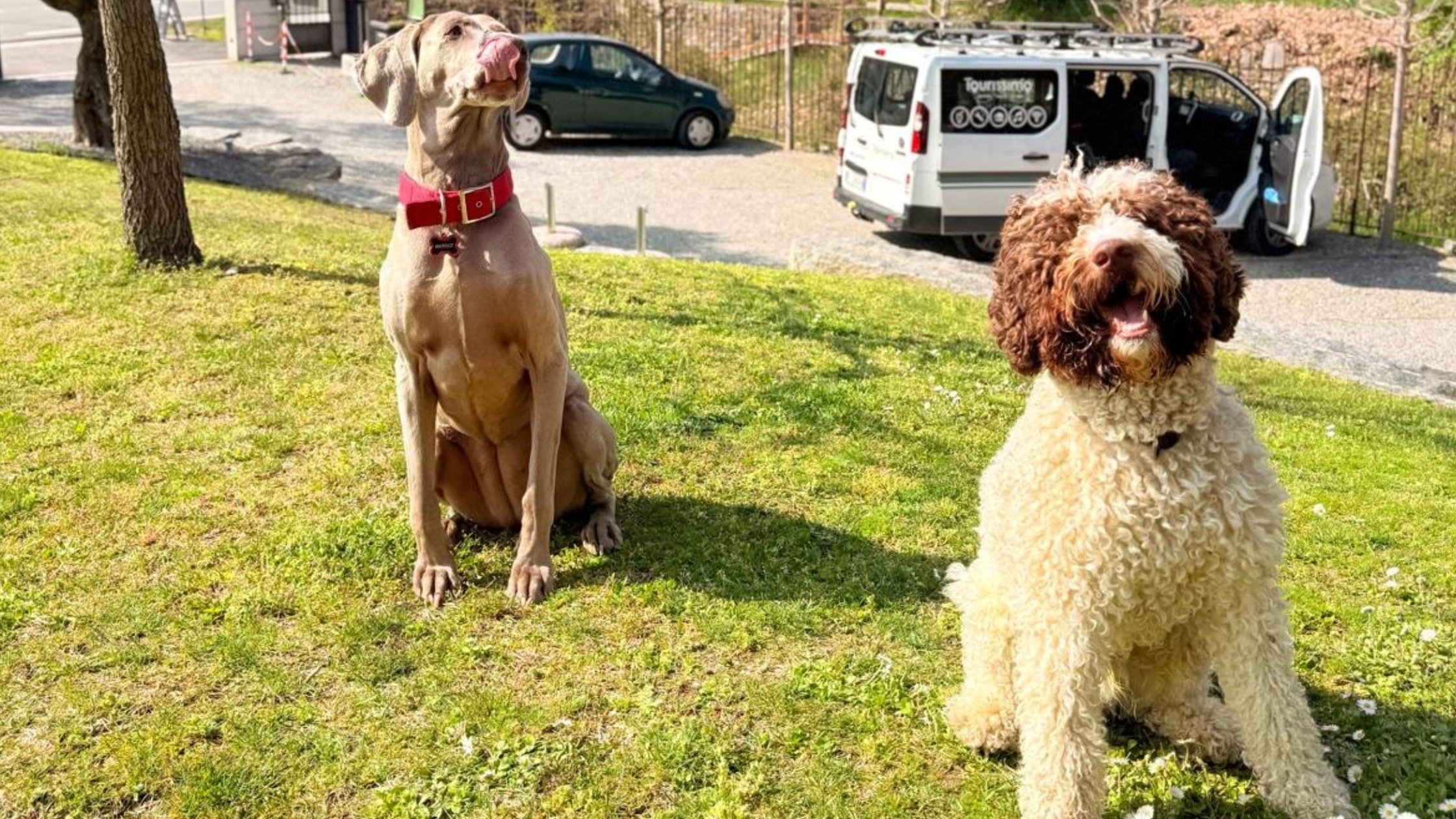 dogs in the garden at Casa della Capra pet-friendly hotel Italy