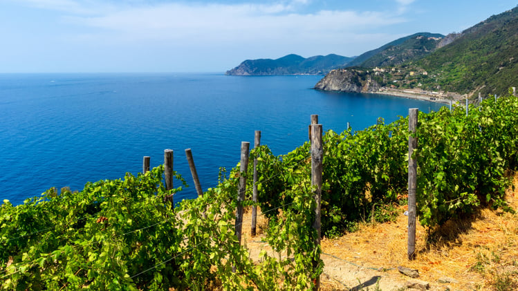 Wine Making Cinque Terre