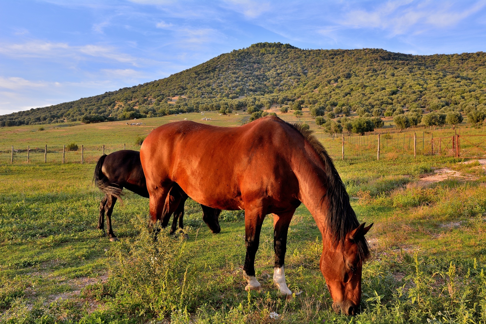 Maremma_landscape