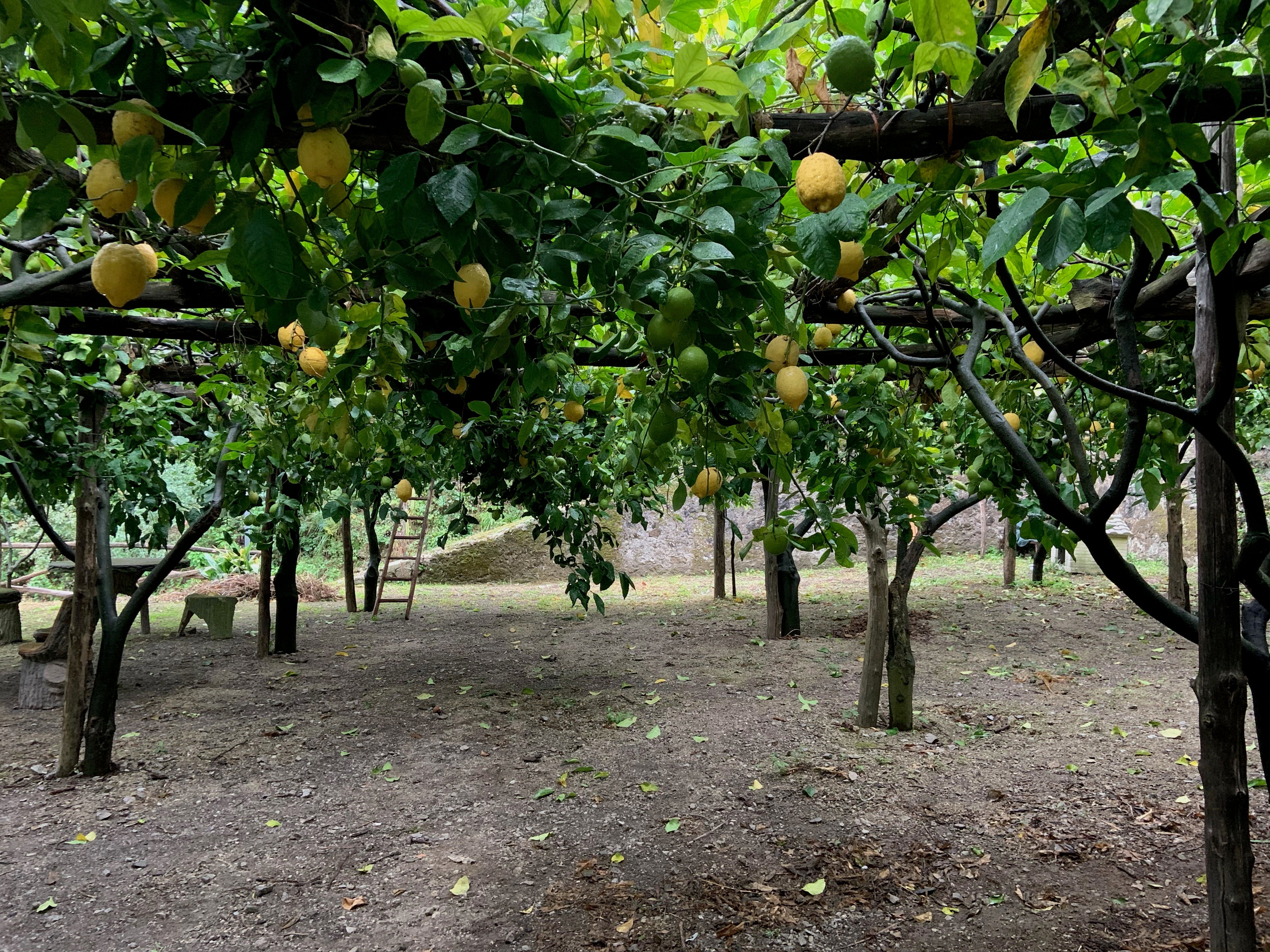 Amalfi Lemon Pergola