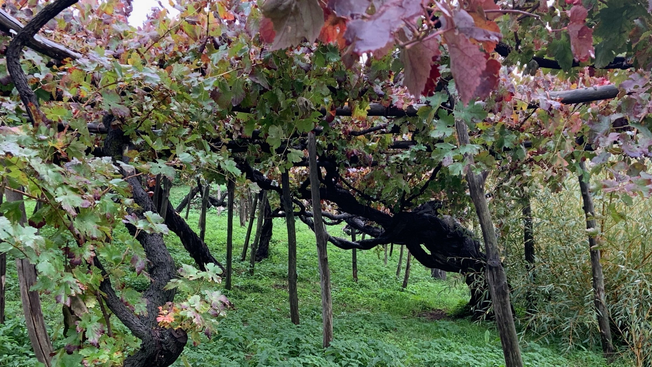 Old Vines Tramonti, Amalfi Coast