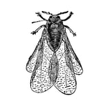 Phylloxera Drawing