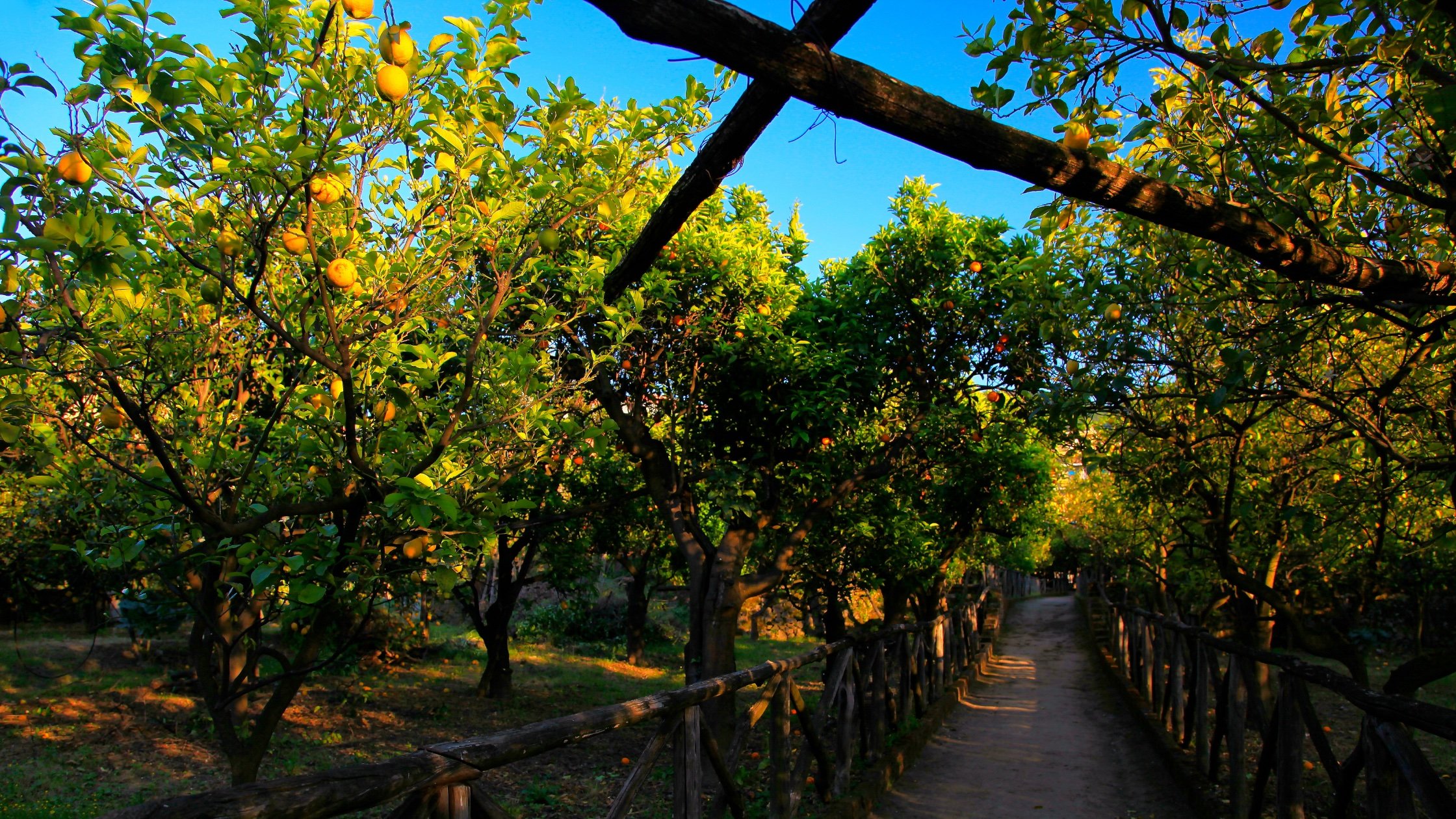 Amalfi Coast Lemon Grove