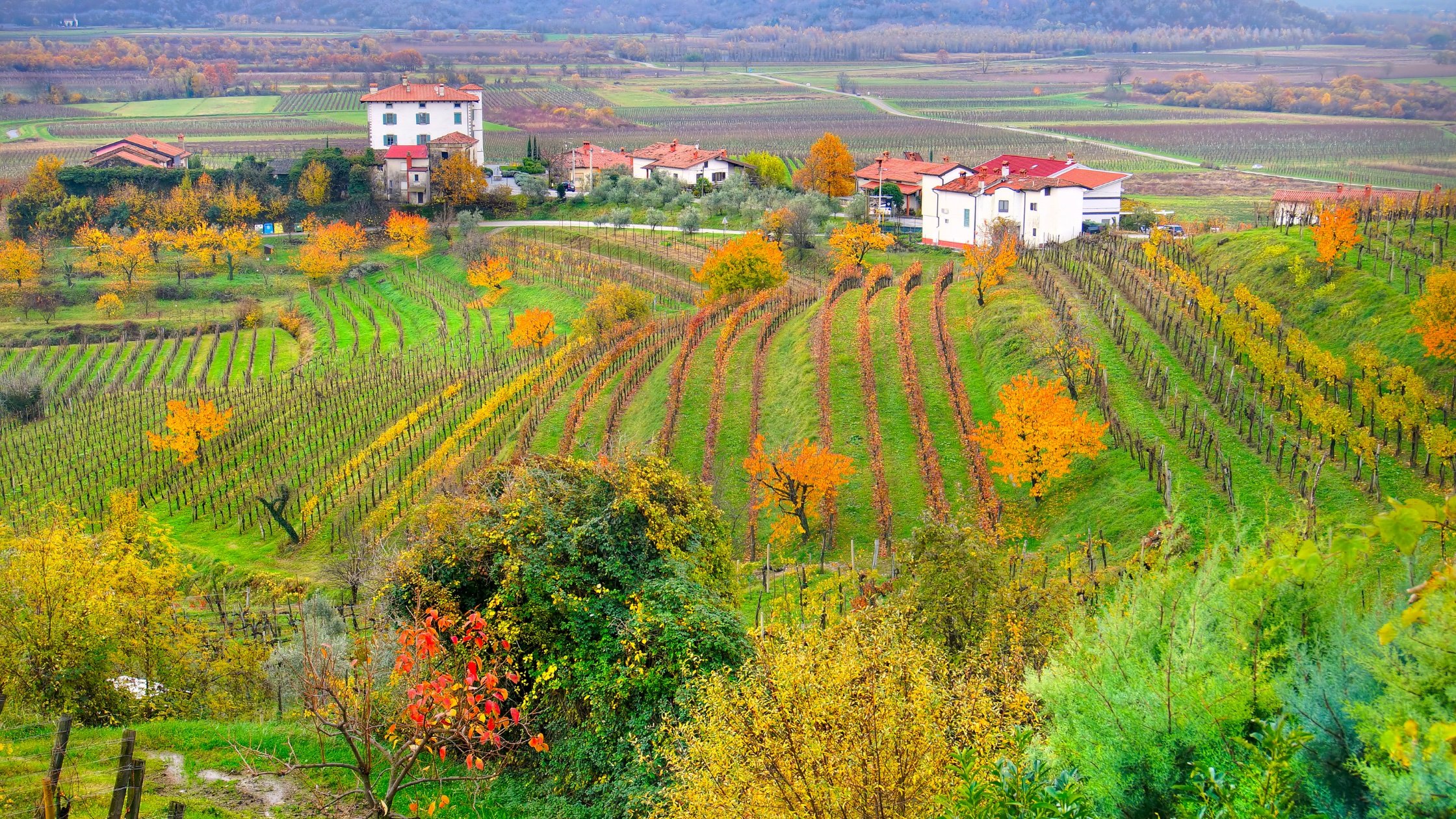 Collio Wine Region