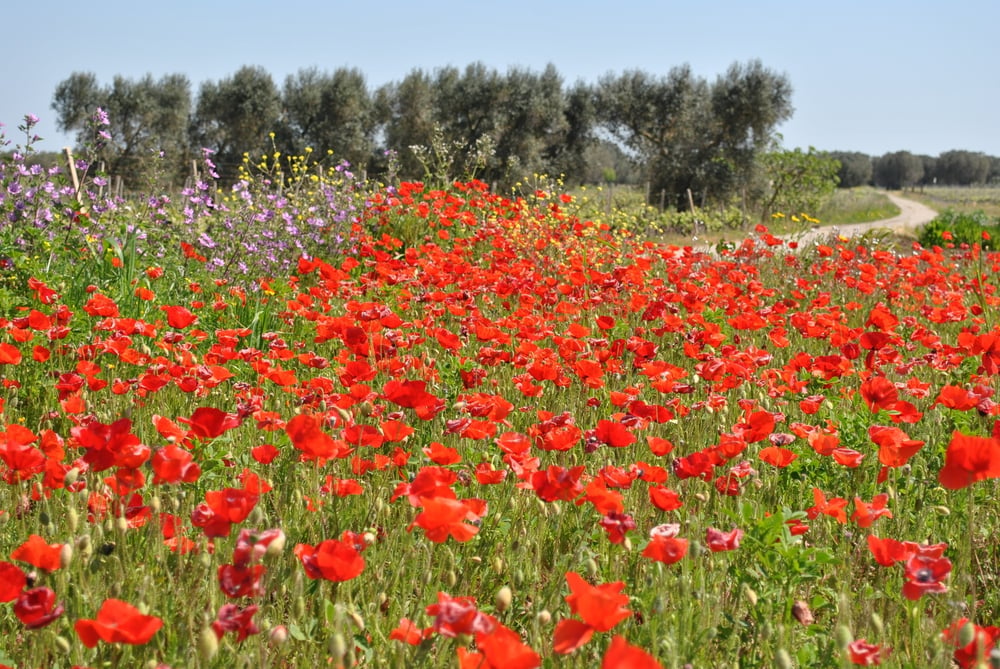 Sicily country side blooming
