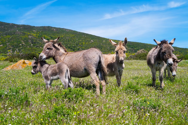 Sardinia