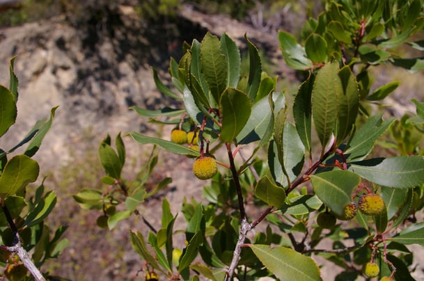 Mediterranean scrub plants