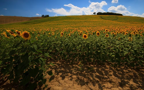 Sunflowers Tuscany cropped-1