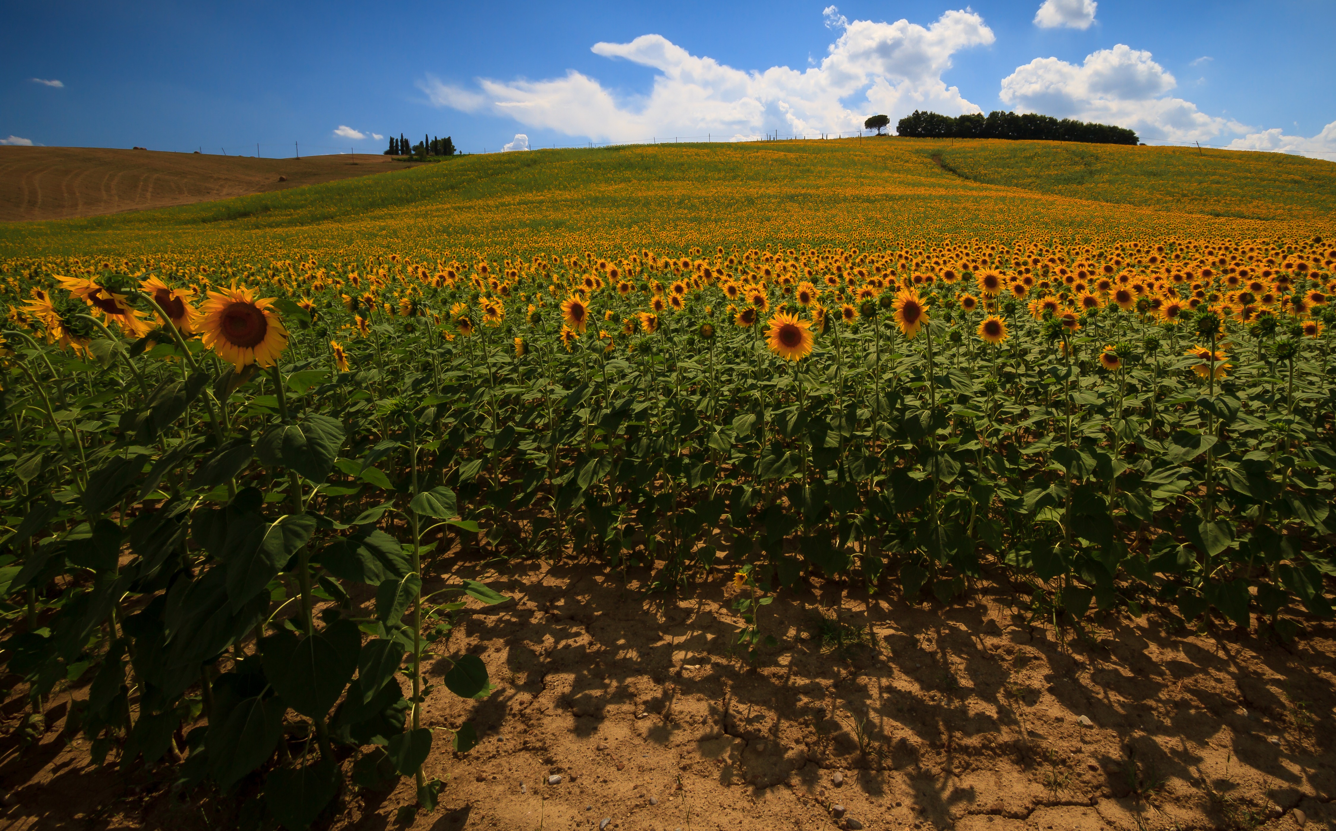 Sunflowers Tuscany cropped