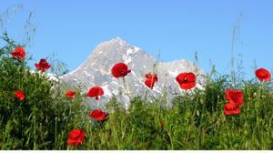 Springtime in Italy