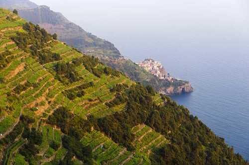 cinque terre vineyards