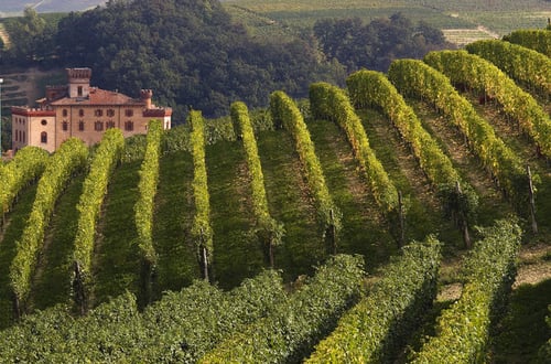private-tour-piedmont-wine-tasting-of-the-barolo-region-in-turin-137698